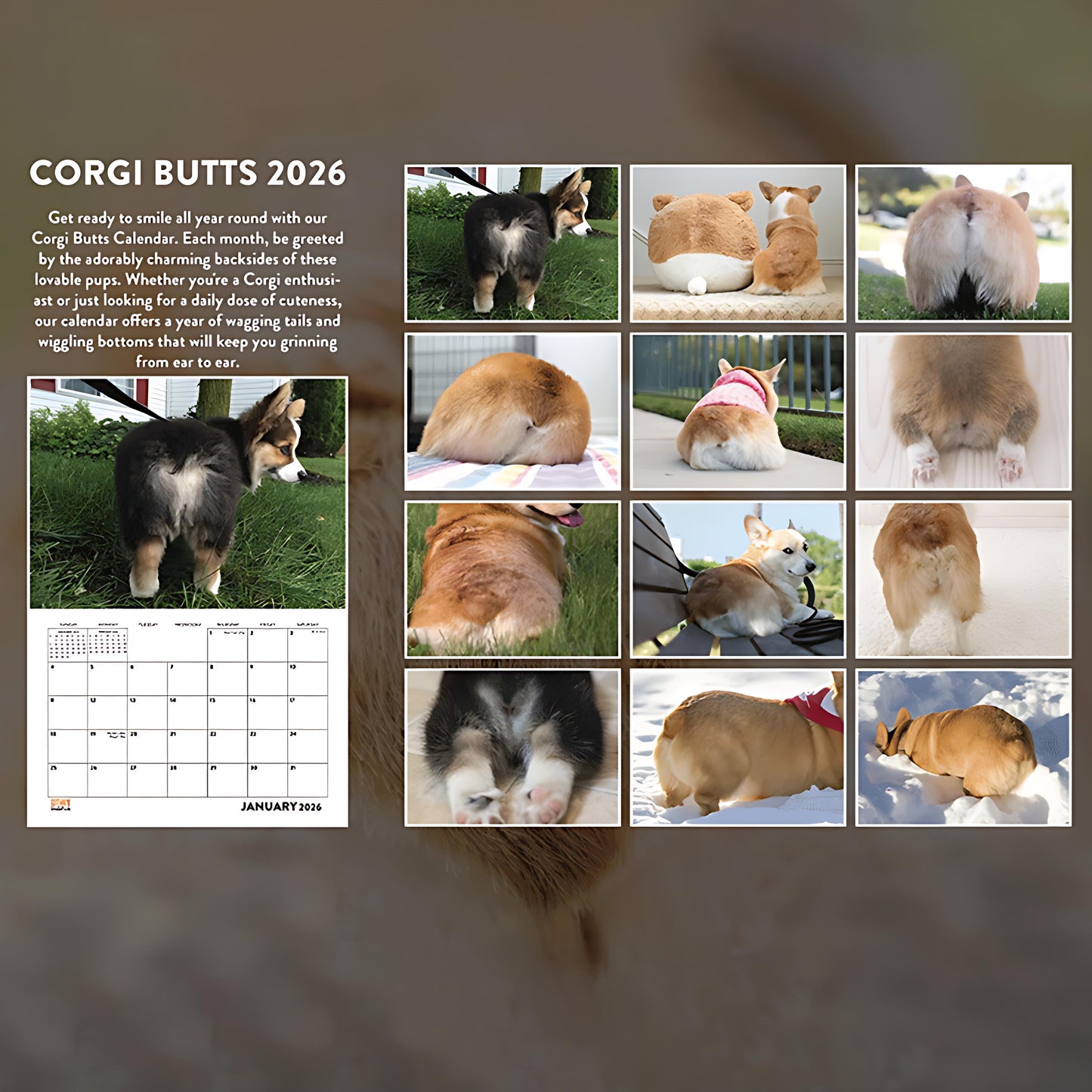 Corgi Butt Calendar 2026